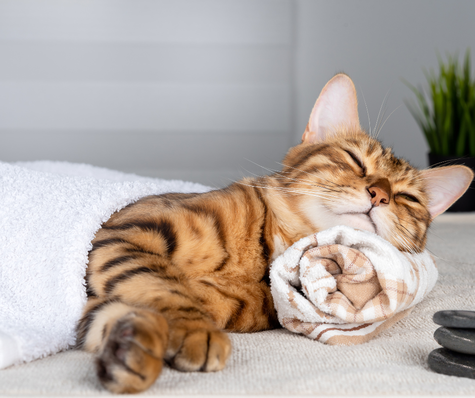 Pfotenfeinste_Katze liegend