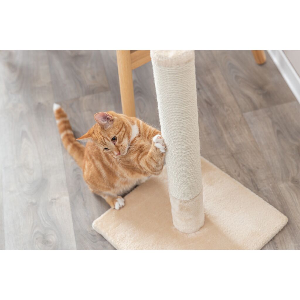 Kratzstamm Batres-Pfoten Feinstes