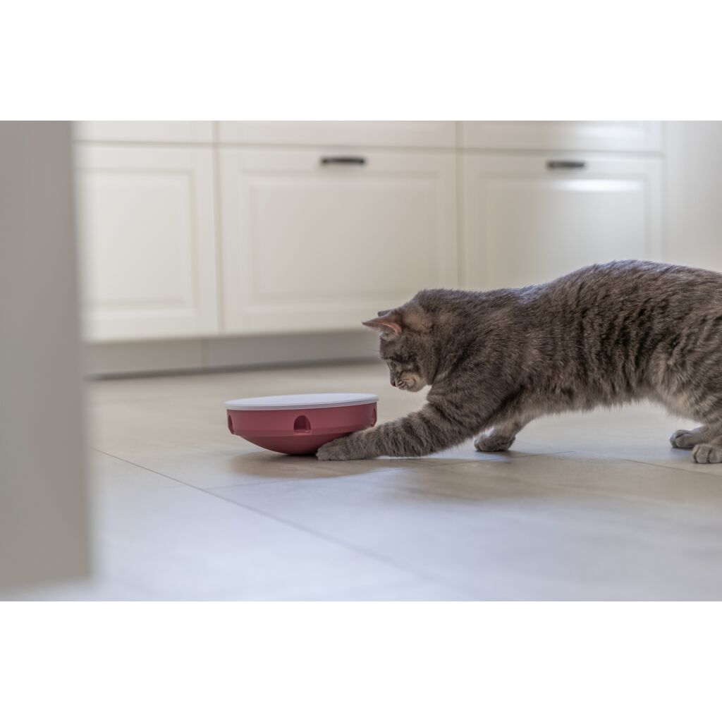 Rocking Maze-Pfoten Feinstes