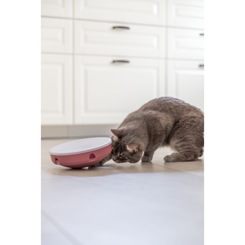 Rocking Maze-Pfoten Feinstes