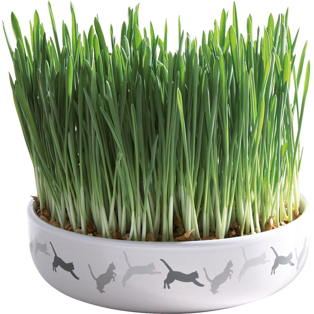 Keramikschale mit Katzengras-Pfoten Feinstes