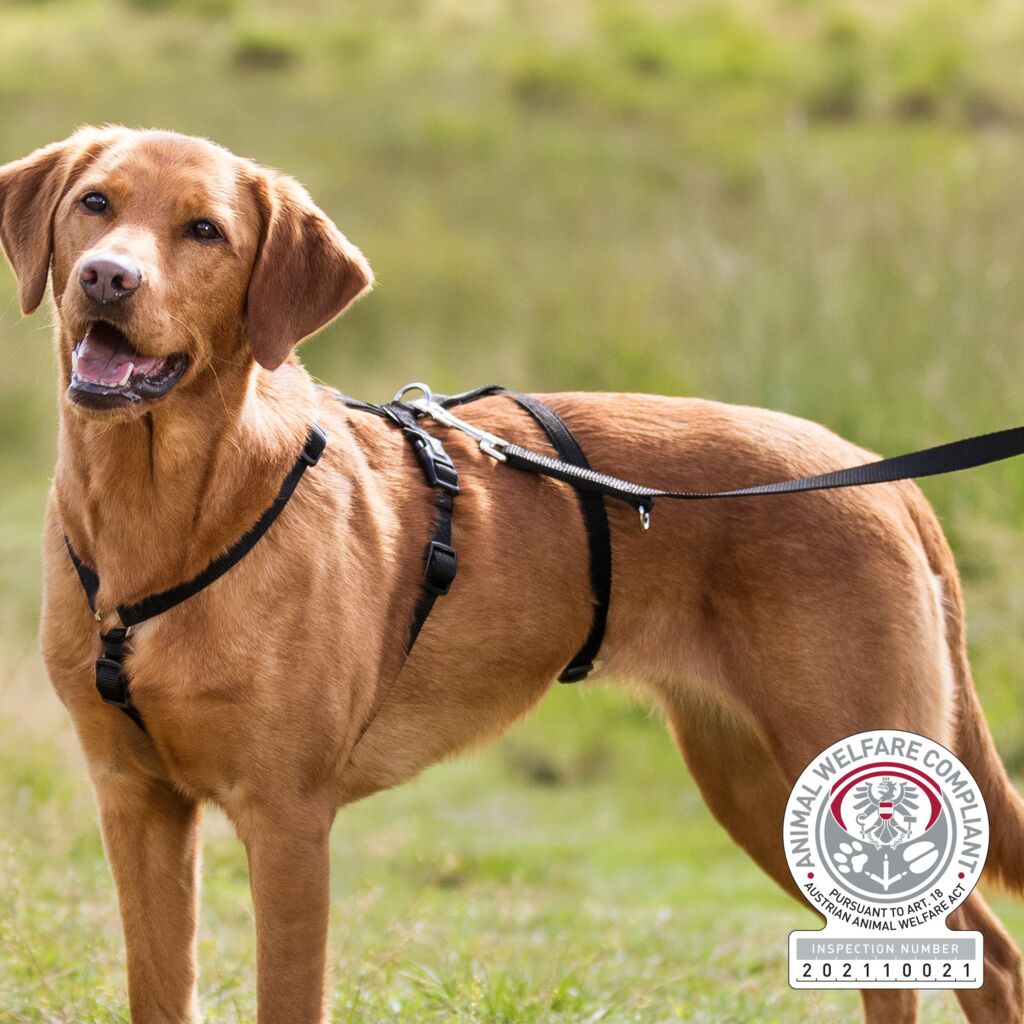 Panikgeschirr Stay-Pfoten Feinstes