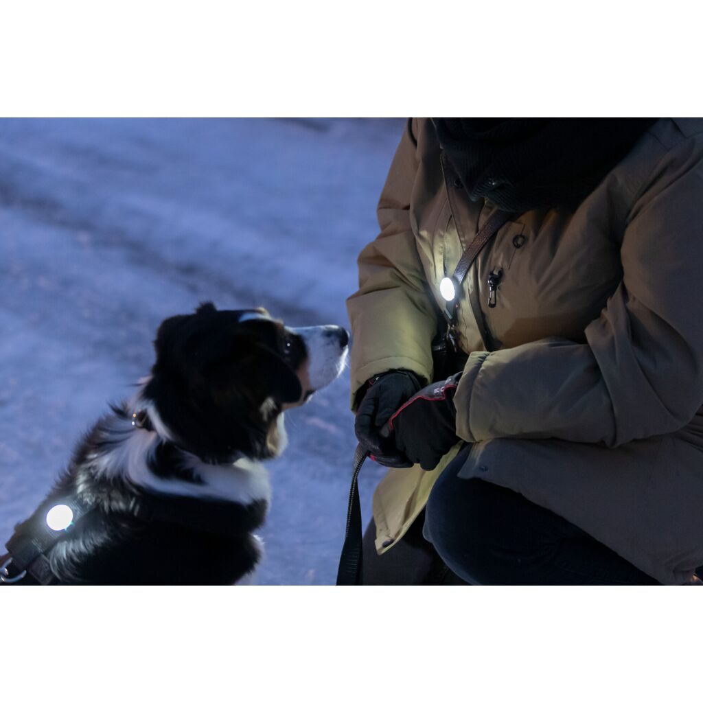 USB Flasher für Hunde-Pfoten Feinstes