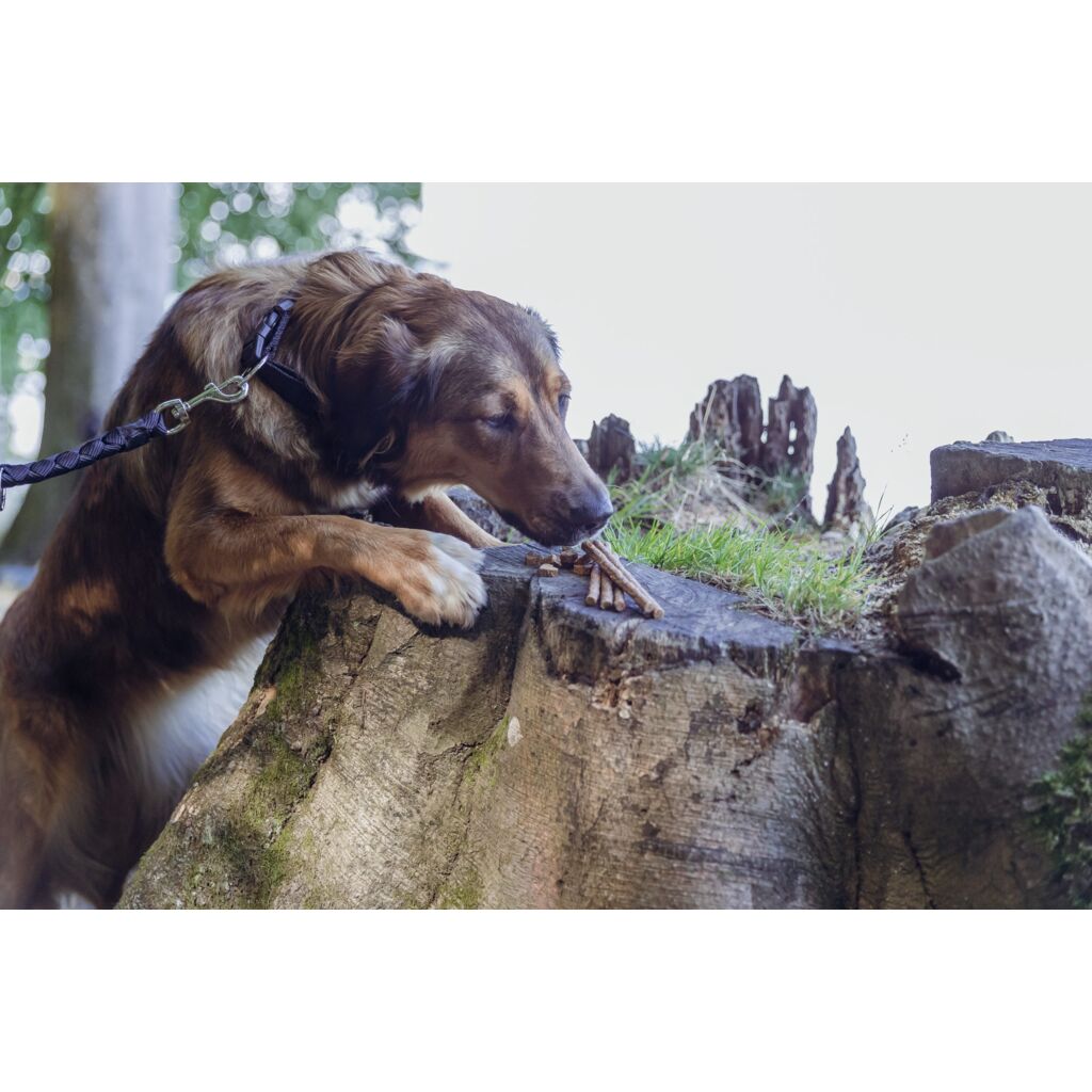 Insect Sticks-Pfoten Feinstes