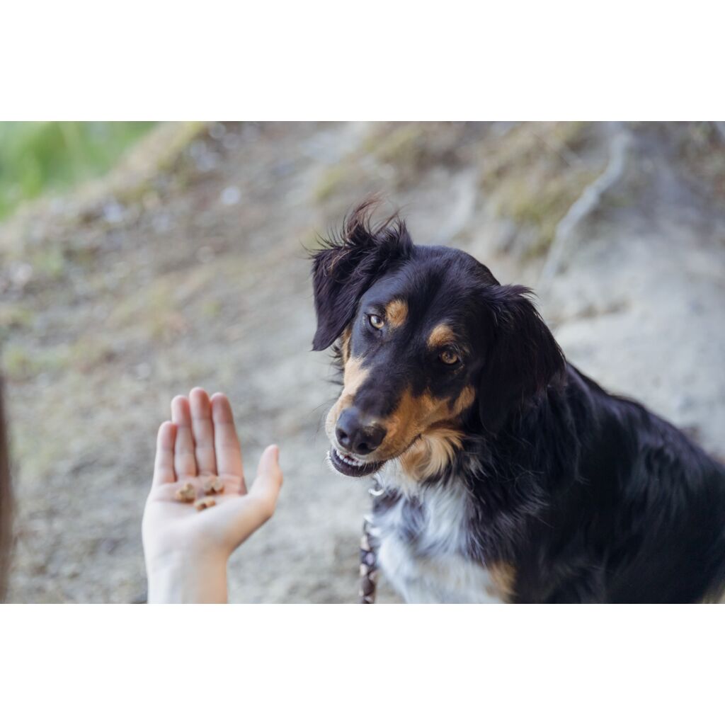 Insect Hearts-Pfoten Feinstes