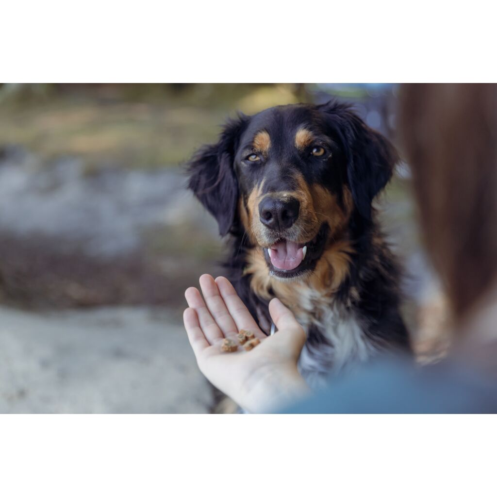 Insect Hearts-Pfoten Feinstes