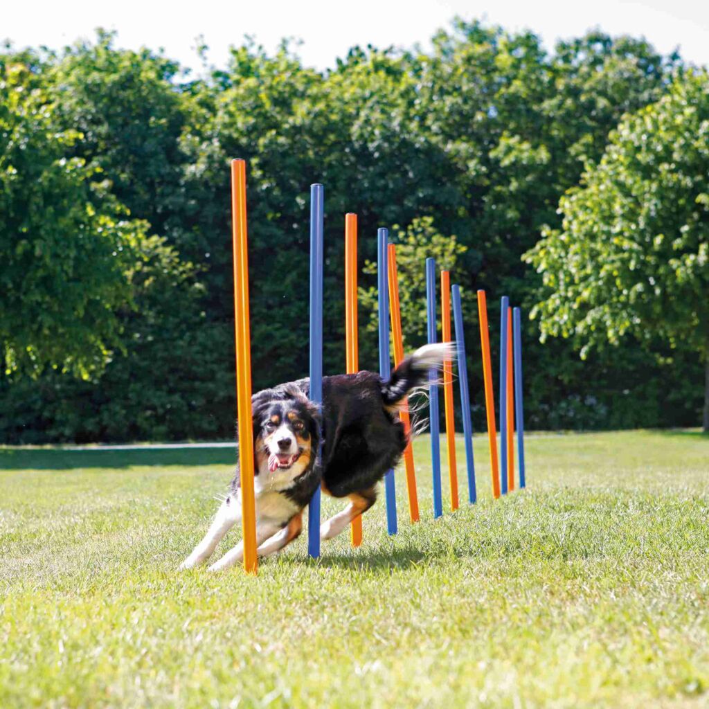 Fun Agility Slalom-Pfoten Feinstes