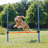 Fun Agility Hürde-Pfoten Feinstes