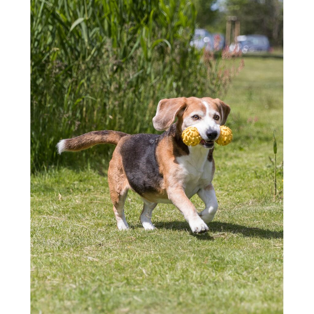 Hundespielzeug Hantel-Pfoten Feinstes