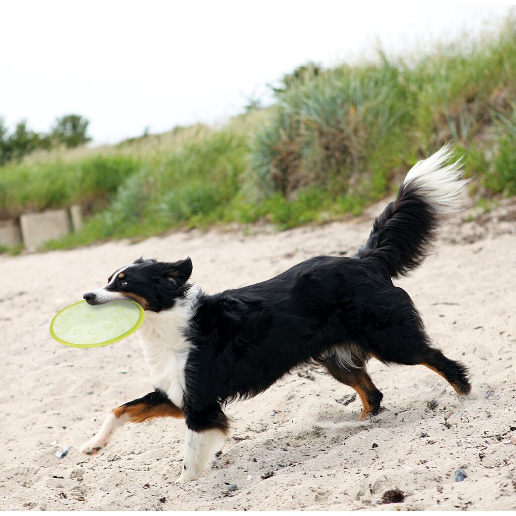 Dog Disc, TPR, schwimmt-Pfoten Feinstes