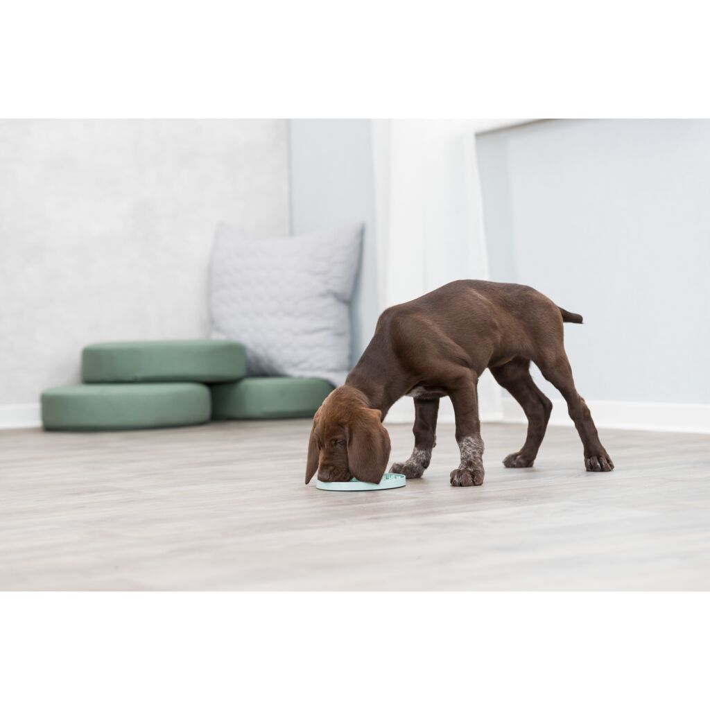 Junior Schleckplatte-Pfoten Feinstes