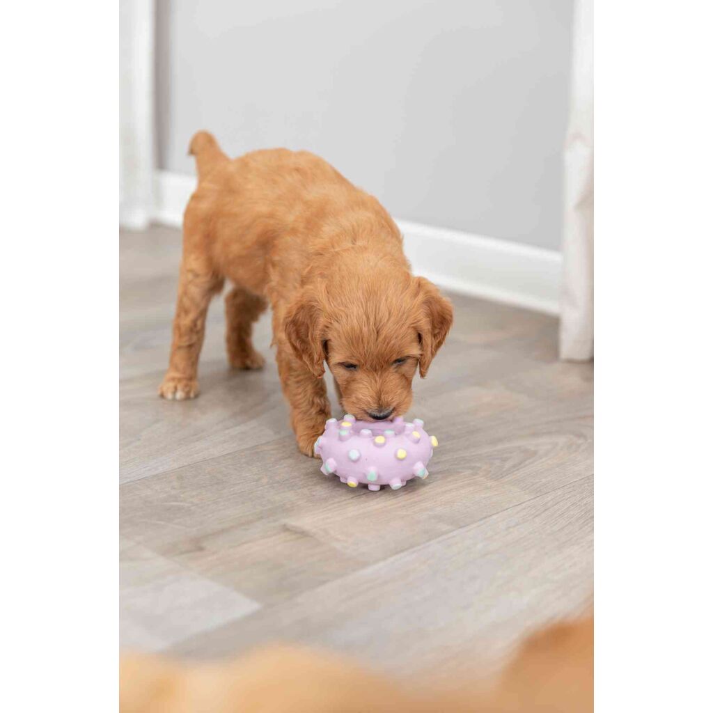 Junior Mini-Ring-Pfoten Feinstes