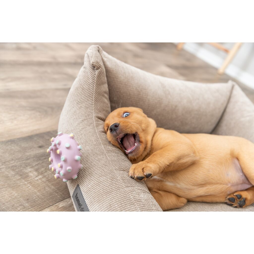 Junior Mini-Ring-Pfoten Feinstes