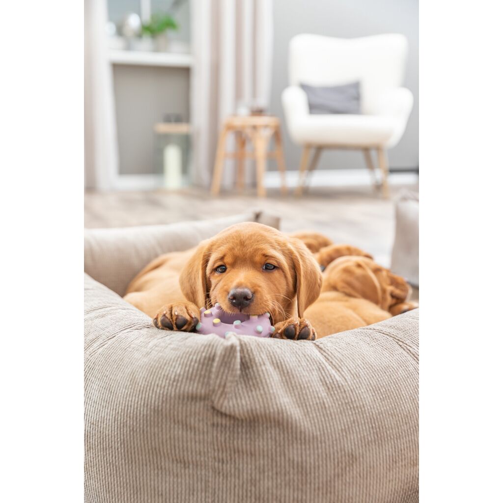 Junior Mini-Ring-Pfoten Feinstes