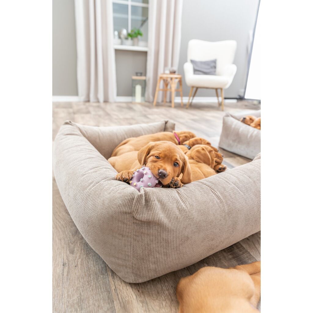 Junior Mini-Ring-Pfoten Feinstes