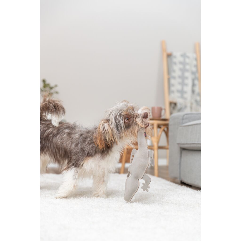 Salamander-Pfoten Feinstes