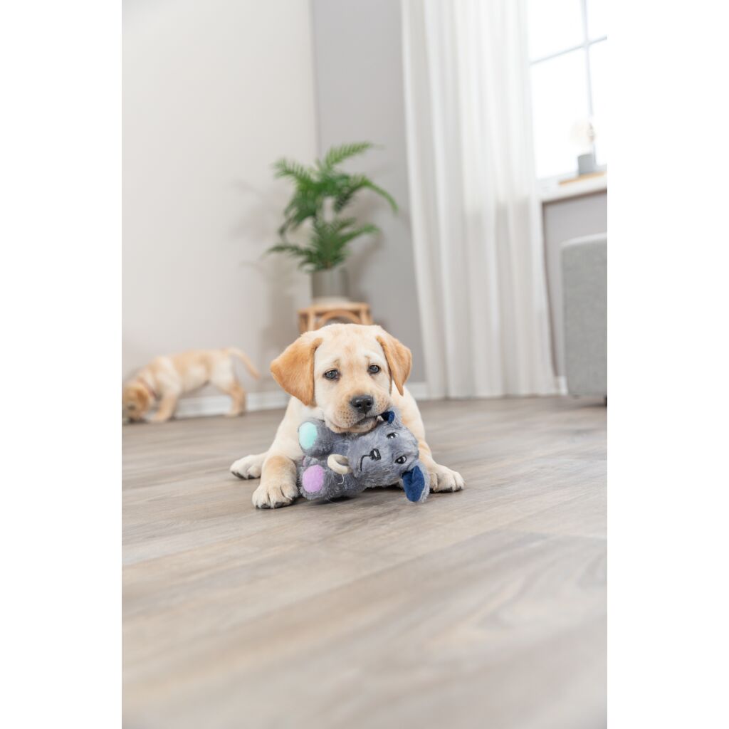 Junior Hund-Pfoten Feinstes