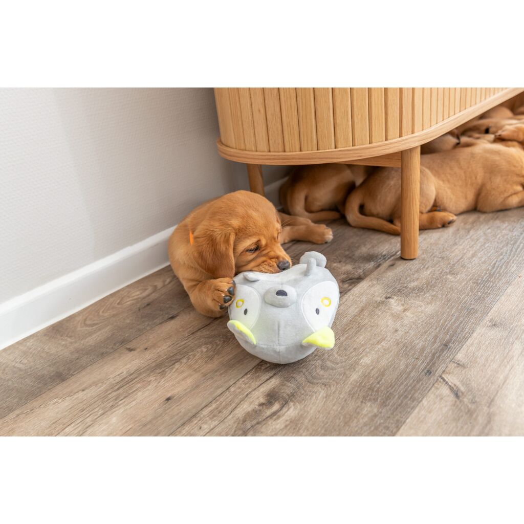 Junior Fuchs-Pfoten Feinstes