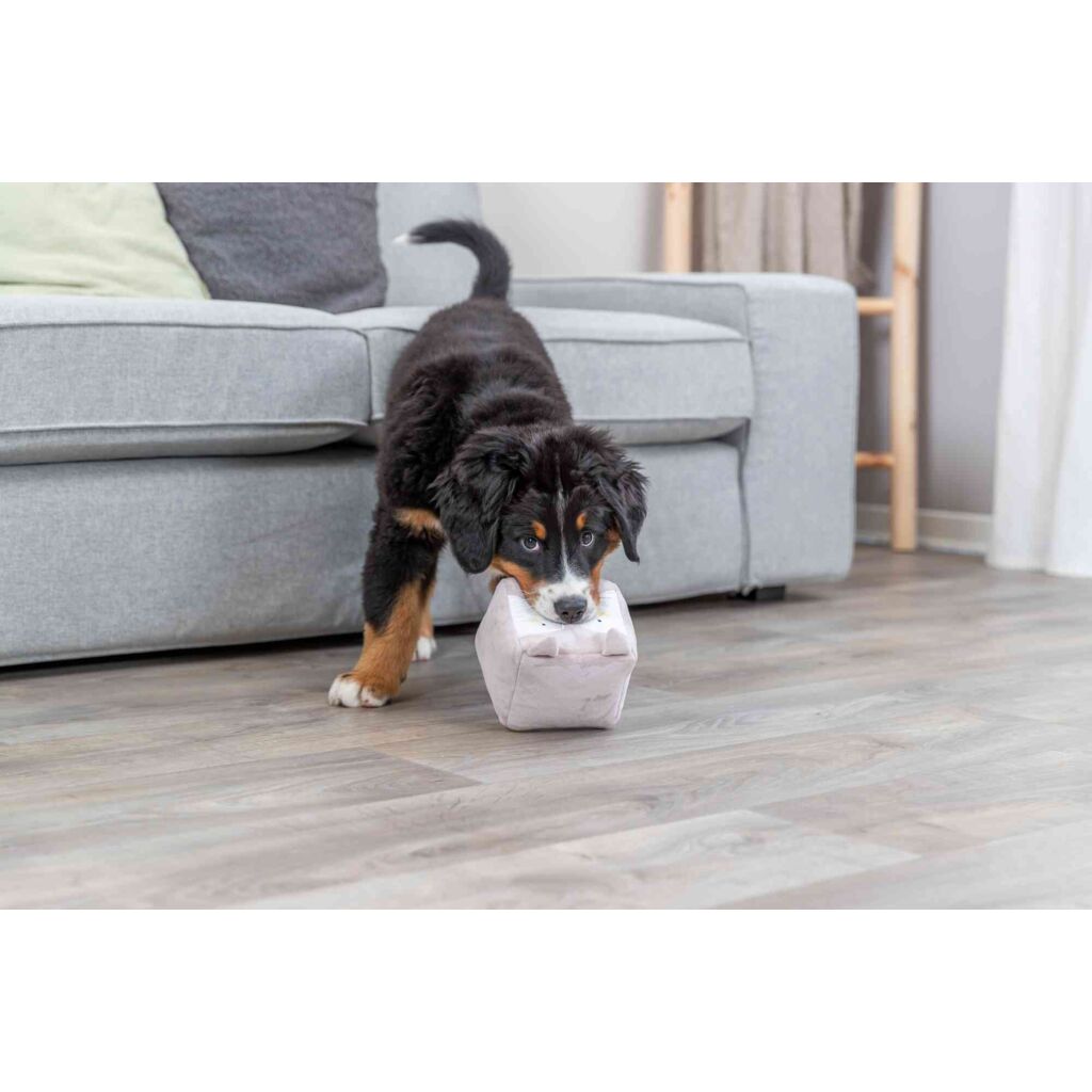 Junior Fuchs-Pfoten Feinstes