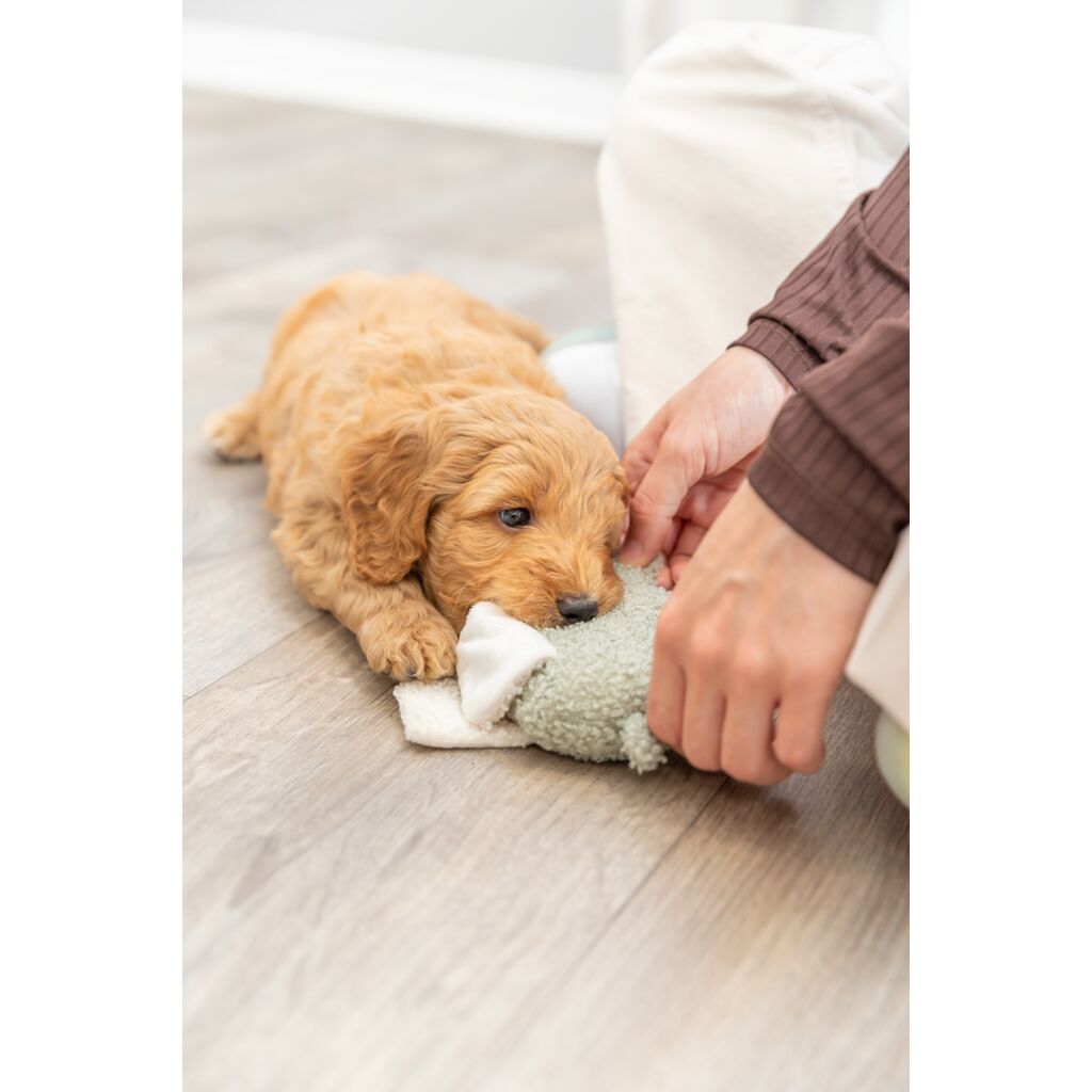 Junior Elefant-Pfoten Feinstes