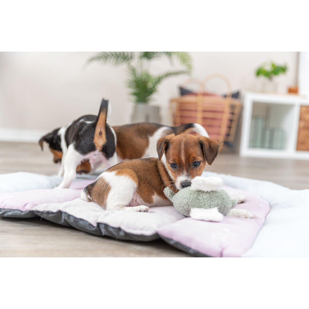 Junior Elefant-Pfoten Feinstes