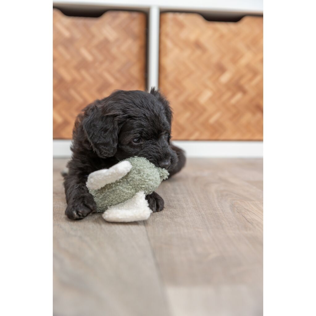 Junior Elefant-Pfoten Feinstes