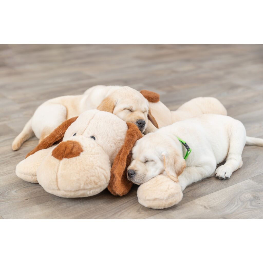 Ankuschelhund Benny-Pfoten Feinstes