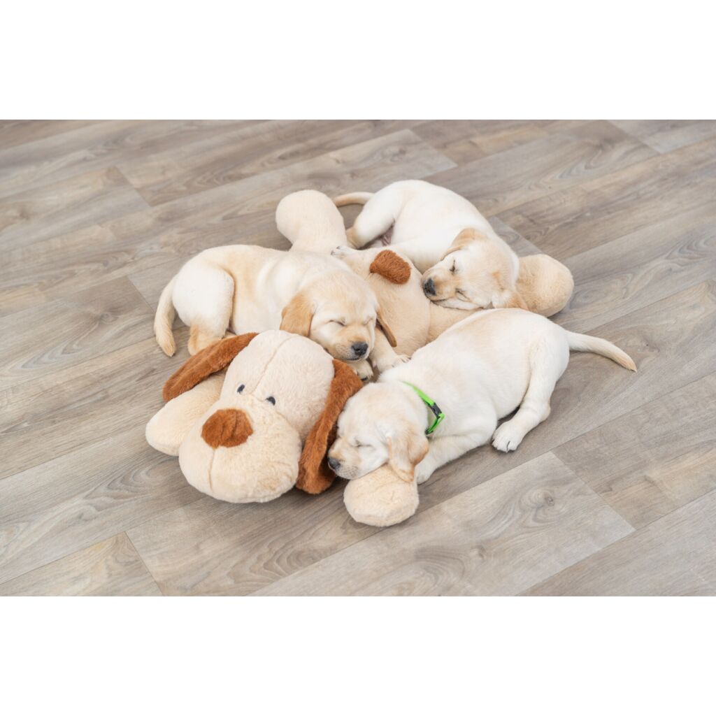 Ankuschelhund Benny-Pfoten Feinstes