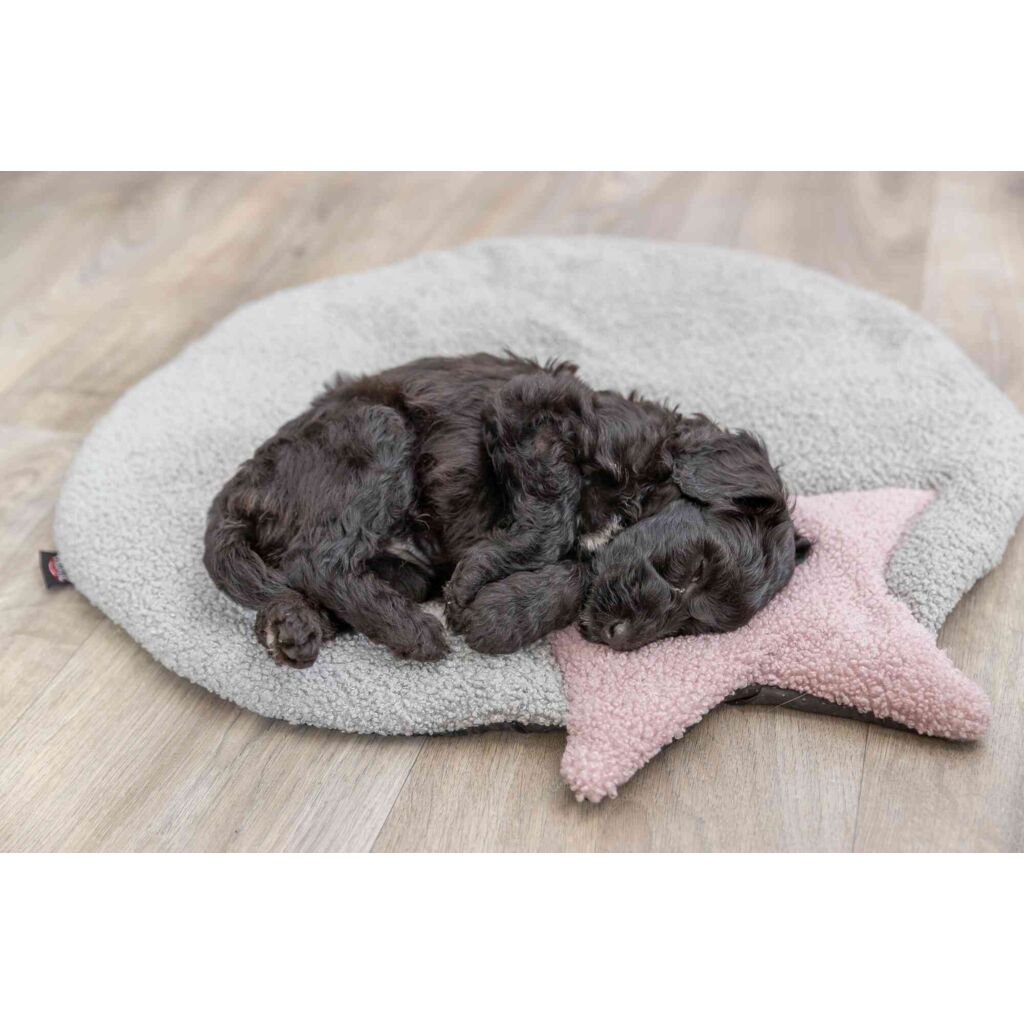 Junior Liegematte-Pfoten Feinstes