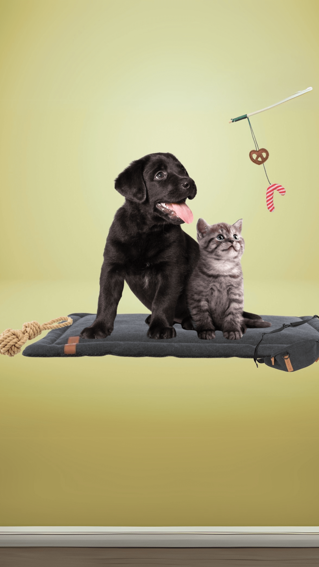 Hund und Katze auf Decke mit Spielzeug