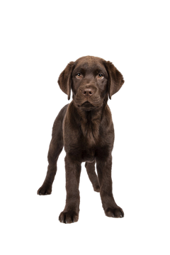 All dog products