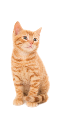 Alle Katzenprodukte