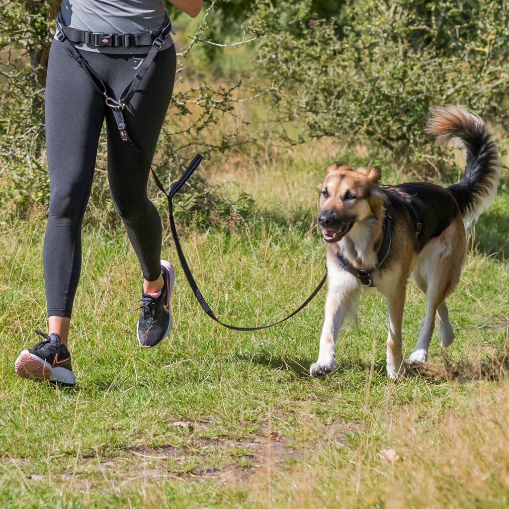 Bauchgurt mit Leine für mittelgroße und große Hunde-Pfoten Feinstes