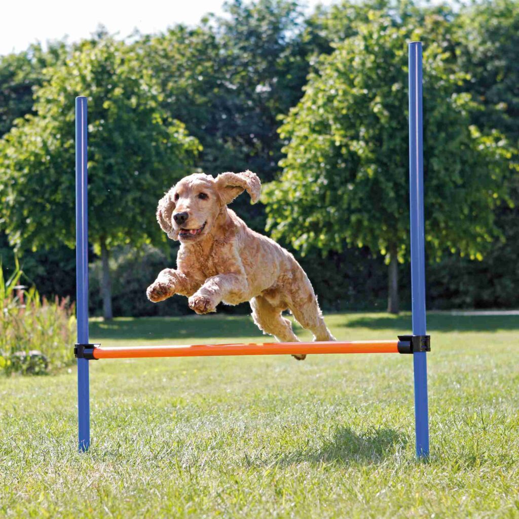 Fun Agility Hürde-Pfoten Feinstes