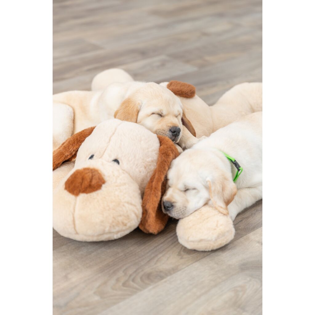 Ankuschelhund Benny-Pfoten Feinstes