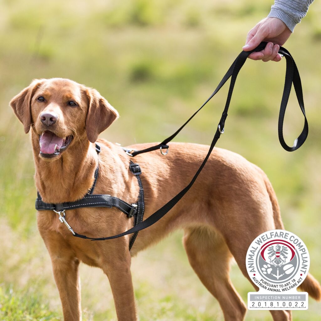 Trainingsgeschirr Lead&